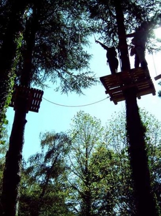 El mundo de los árboles